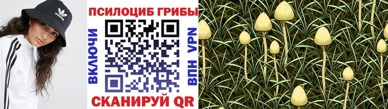 ссылка на мегу онион  Тында  Псилоцибиновые грибы GOLDEN TEACHER 